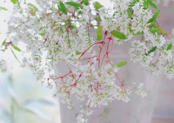 禾叶大戟一年开花300天的养护技巧