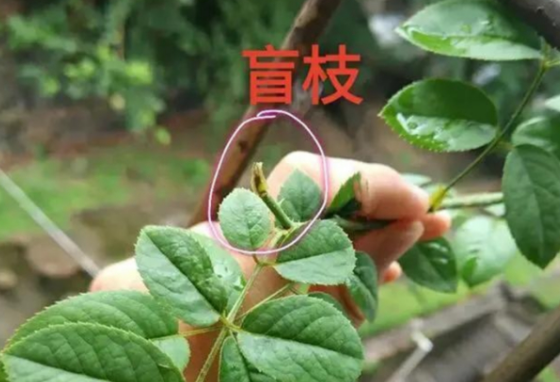 秋季该如何处理盲枝，才能再次开花？