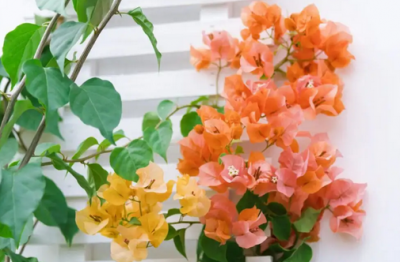 秋冬季就养这15种花 秋冬养这15种花！