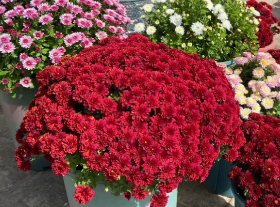 秋冬季就养这15种花