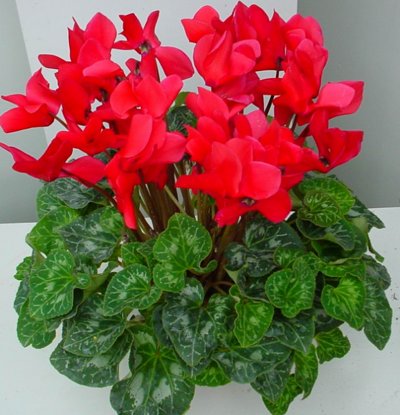 秋冬季就养这15种花