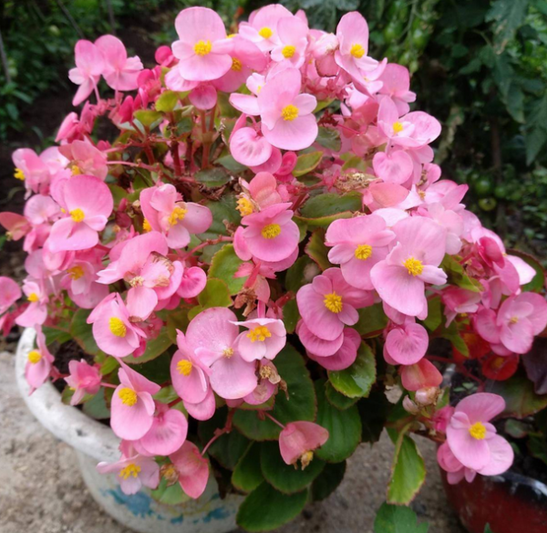 秋冬季就养这15种花