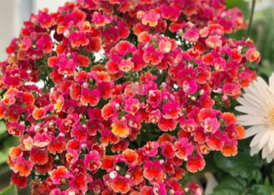 龙面花简介 龙面花养护要点
