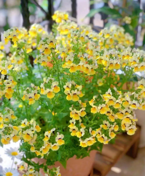 龙面花养护要点