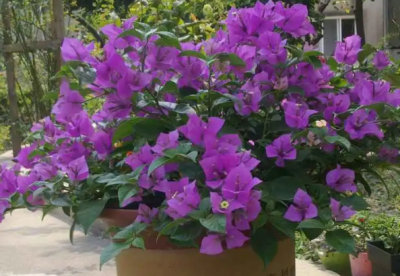 入秋了三角梅还不开花？ 三角梅入秋促花技巧