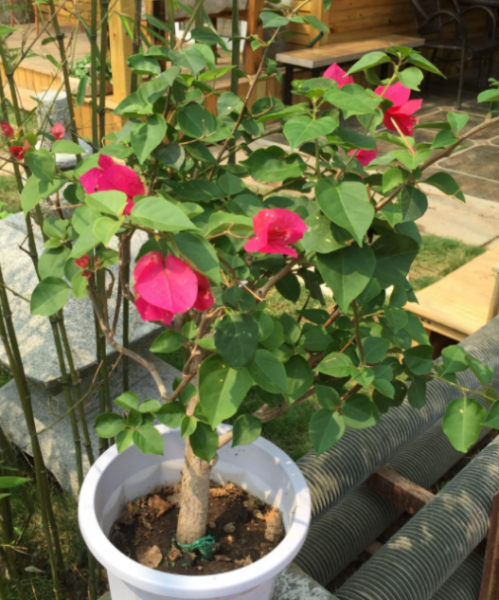 入秋了三角梅还不开花？