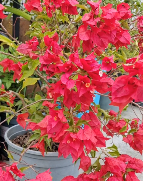 入秋了三角梅还不开花？