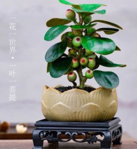 小盼菩提简介 小盼菩提该怎么养？需要注意些什么？