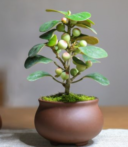 小盼菩提该怎么养？需要注意些什么？