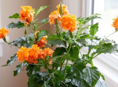 鸟尾花简介 鸟尾花四季开花的管理要点