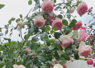 月季花为什么要压枝？ 所有的月季苗都可以压枝吗？