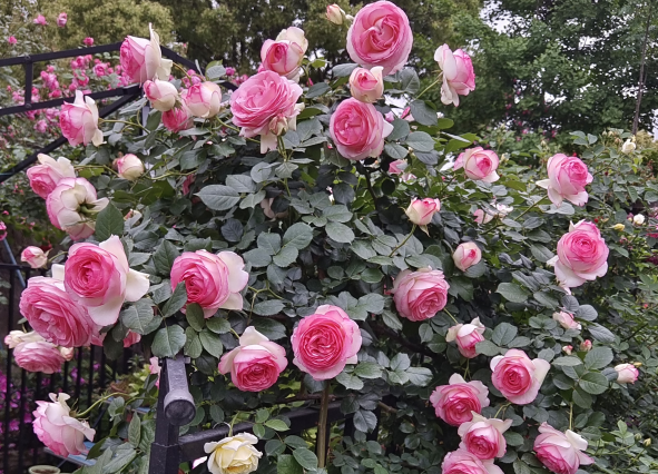 春天月季花后管理与快速复花技巧