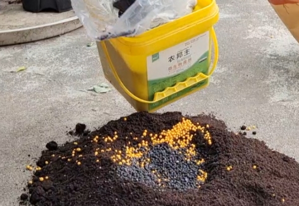 春天月季花后管理与快速复花技巧