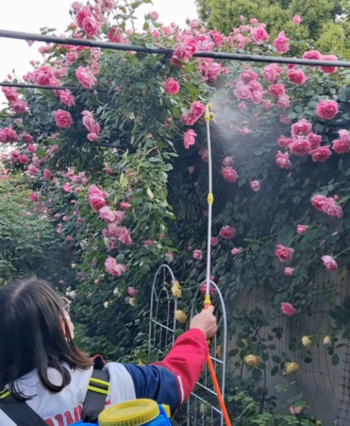 春天月季花后管理与快速复花技巧
