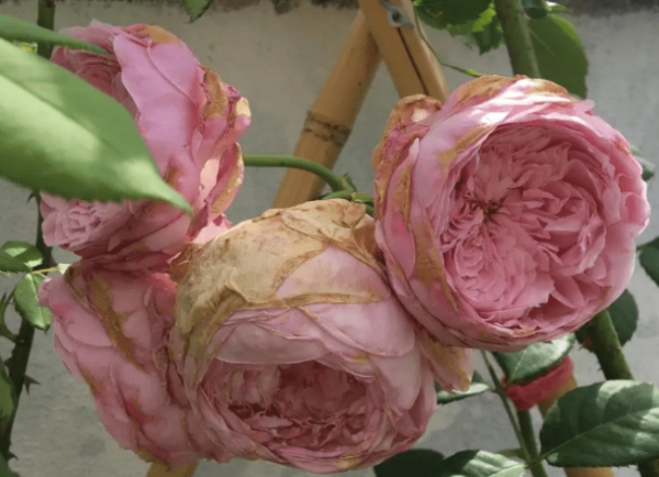 多季的春季如果延长月季花期