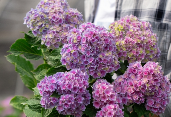 春天绣球花黄叶常见原因与应对办法
