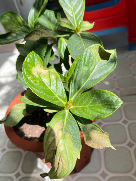 春天绣球花黄叶常见原因与应对办法