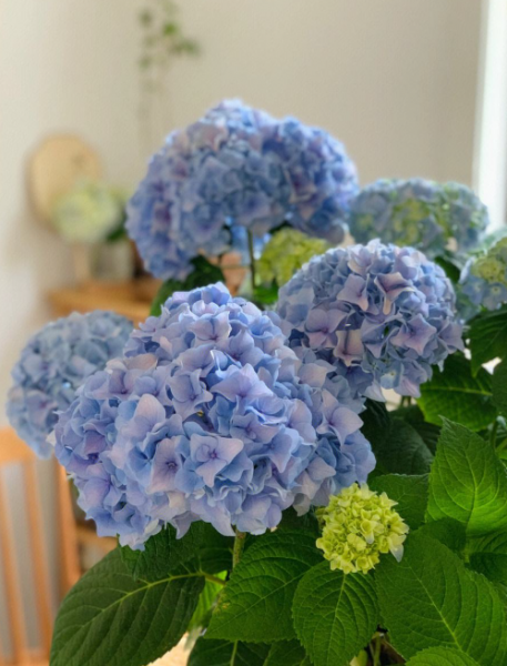 春天绣球花黄叶常见原因与应对办法