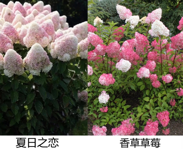 圆锥绣球夏日之恋与香草草莓的区别