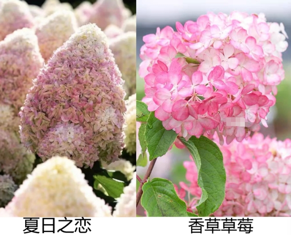 圆锥绣球夏日之恋与香草草莓的区别