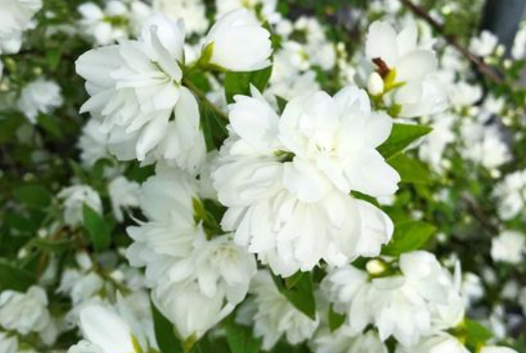 欧洲山梅花养护方法与注意事项