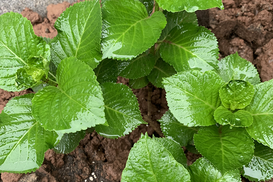 引起绣球花叶片畸形的常见原因