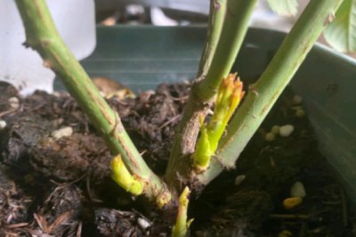 月季脚芽与笋芽的区别 掰掉月季脚芽促笋可取吗？
