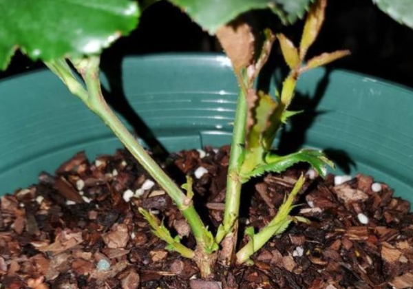 掰掉月季脚芽促笋可取吗？