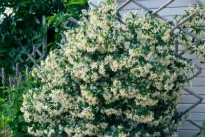 早春风车茉莉怎么养？ 风车茉莉早春管理重点