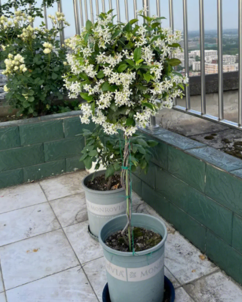 早春风车茉莉怎么养？