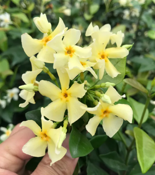 早春风车茉莉怎么养？