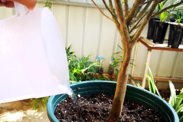 茶花种植技术与方法