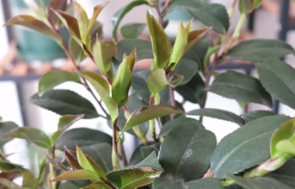 茶花种植技术与方法