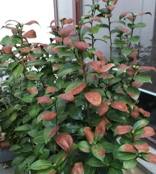 茶花种植技术与方法