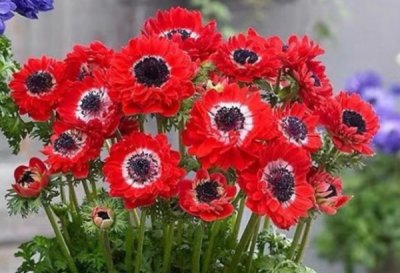 银莲花简介 银莲花的养殖方法和注意事项