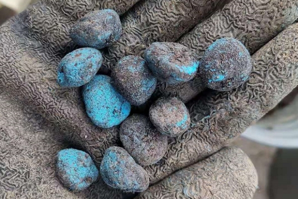 银莲花的养殖方法和注意事项