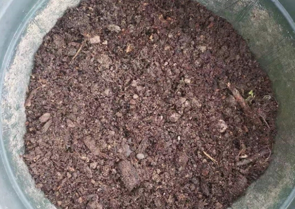 银莲花的养殖方法和注意事项