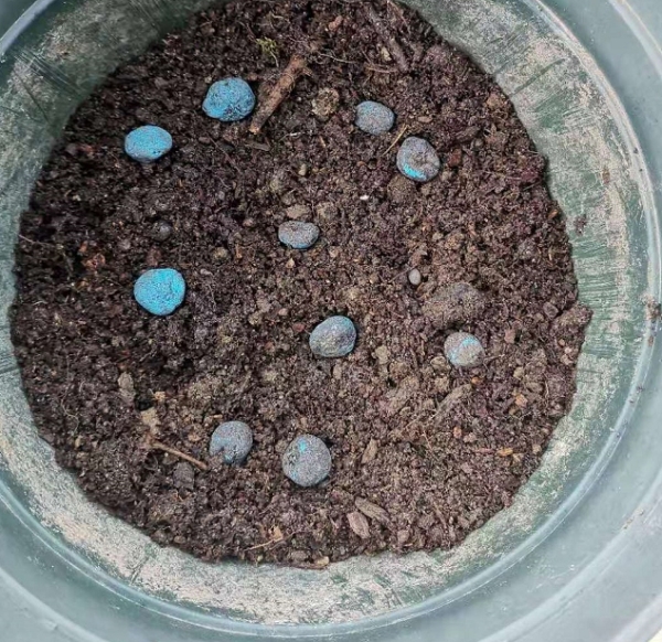 银莲花的养殖方法和注意事项