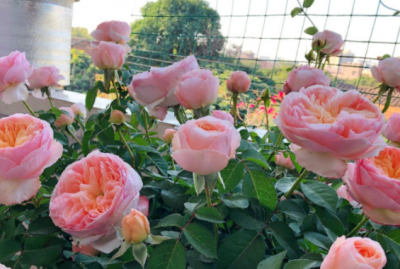 立春了月季花做好这3点管理 立春养护月季花的三项管理