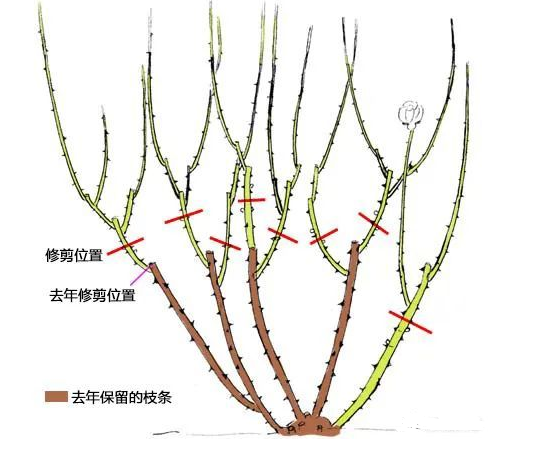 立春了月季花做好这3点管理