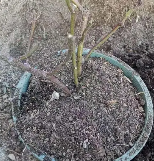 立春了月季花做好这3点管理