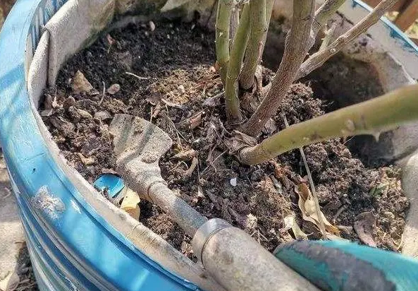 立春了月季花做好这3点管理
