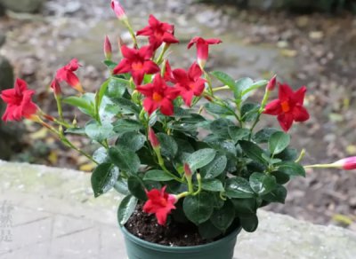 阳台可以种植哪些花卉 阳台适合种植哪些花卉？