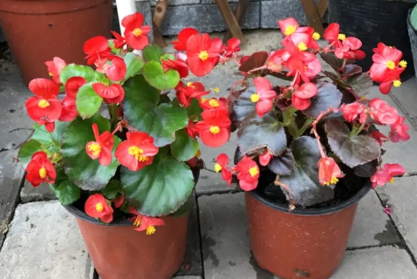 阳台可以种植哪些花卉