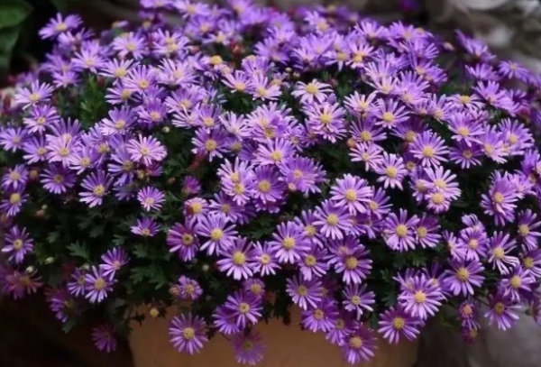阳台可以种植哪些花卉