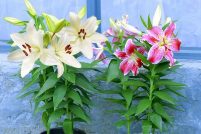 降温了满头花苞的百合花怎么养活？ 秋天种的百合冬天如何养护？