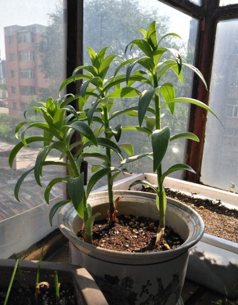 降温了满头花苞的百合花怎么养活？