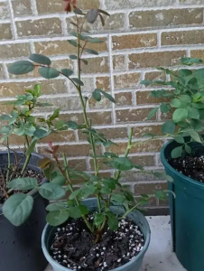 冬天月季开花怎么处理？ 月季冬天发芽了怎么办？