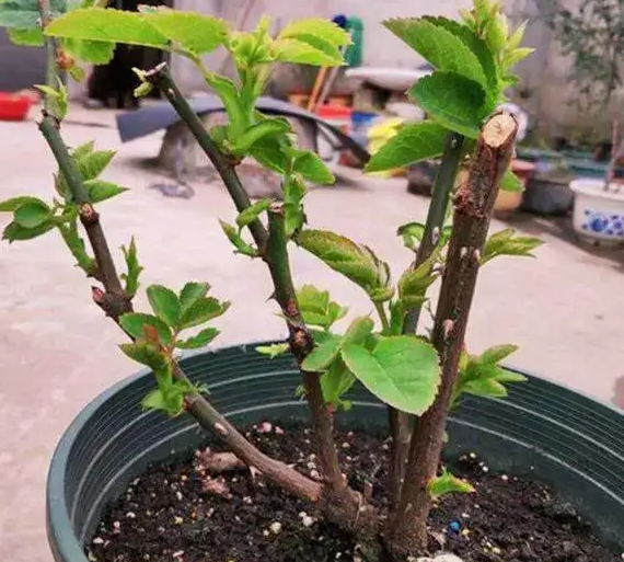 月季冬天发芽了怎么办？
