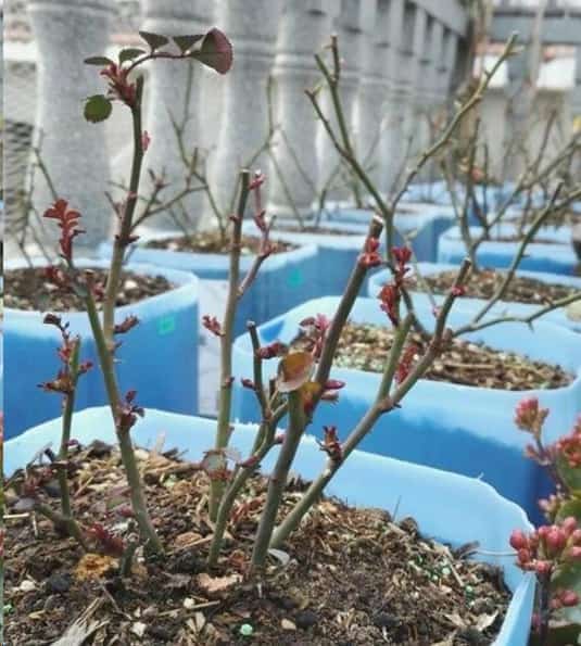 石硫合剂清园怎么用
